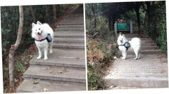 Pet Dog Backpack Portable Outdoor Hiking Rucksack Breathable Side Pockets for Snacks and Water Safety Reflective Band Oxford Material s