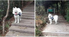 KESYOO Pet Dog Camping Backpack Portable Outdoor Rucksack Side Pockets Breathable for Travel Hiking and Camping Oxford Material s